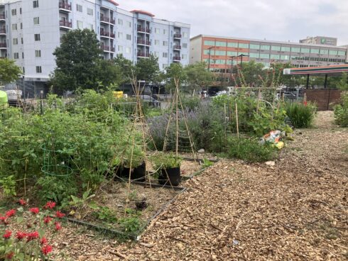 King Street Community Garden with buildings in the background