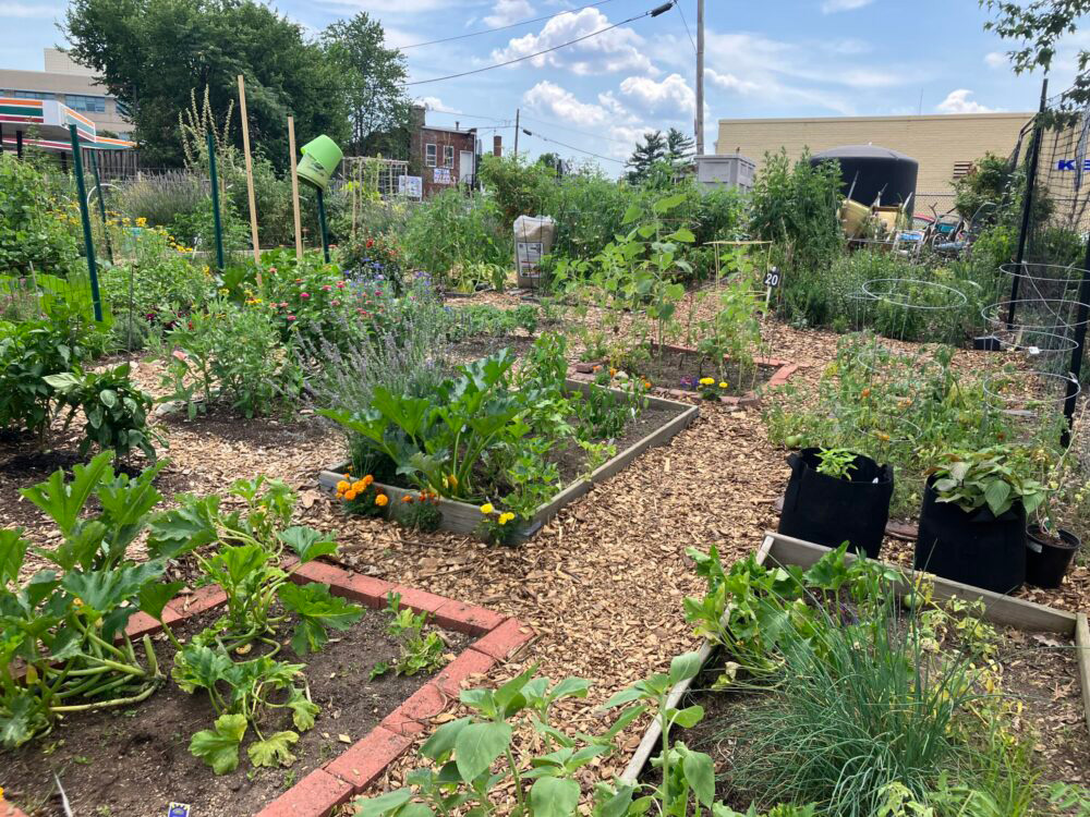 plots at community garden