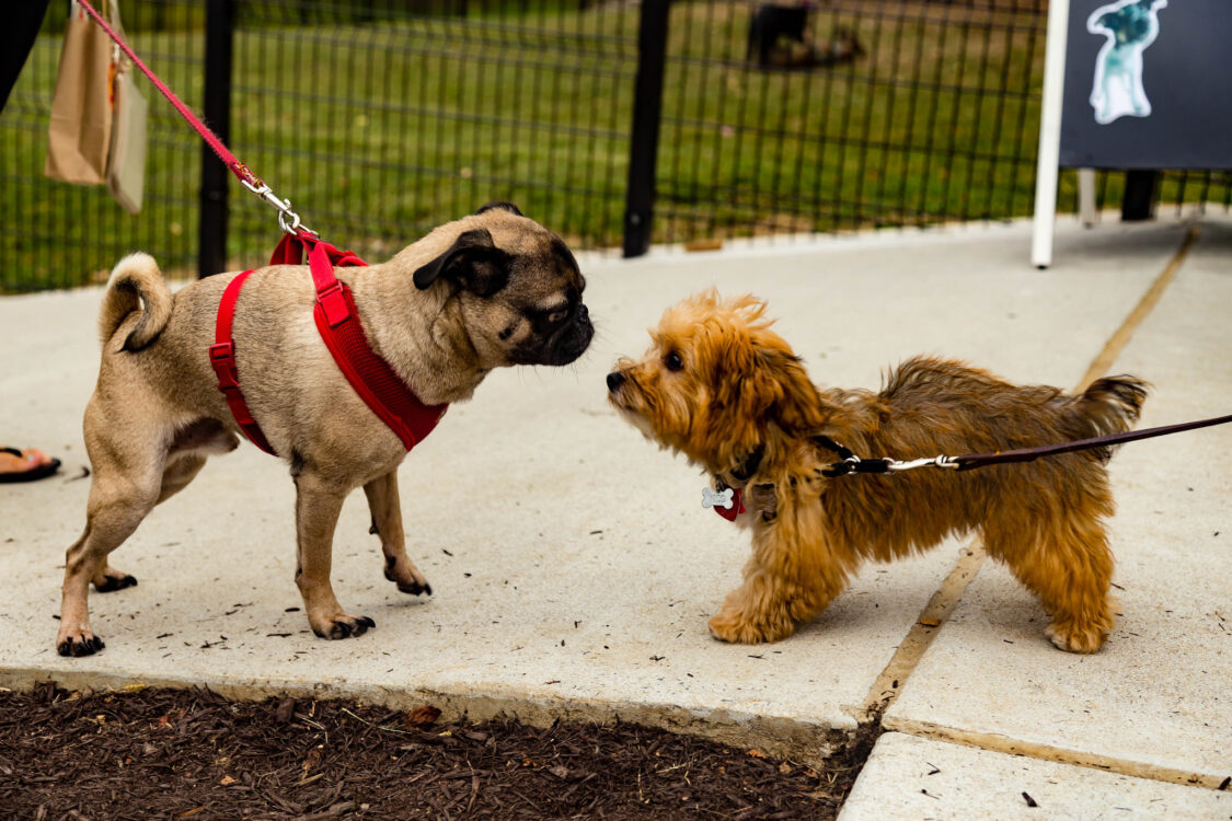 Ellsworth Urban Dog Park