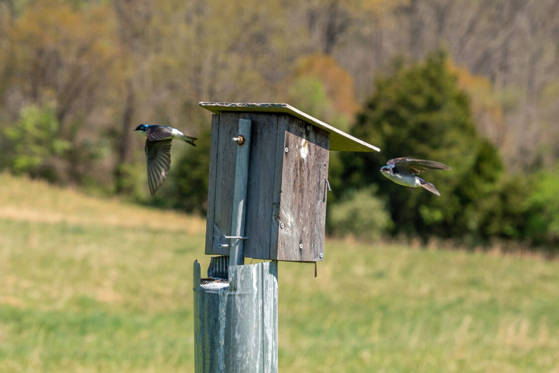 bluebirds at Little Seneca Stream Valley Park