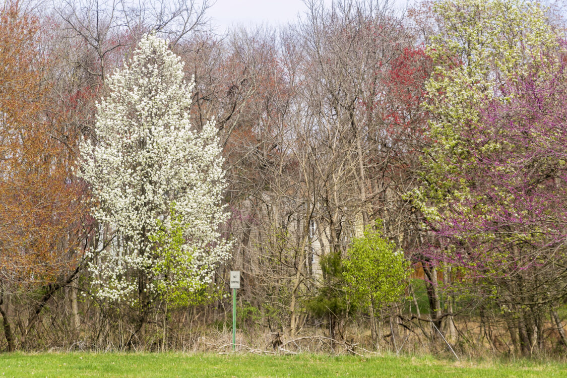 Bonifant Neighborhood Conservation Park