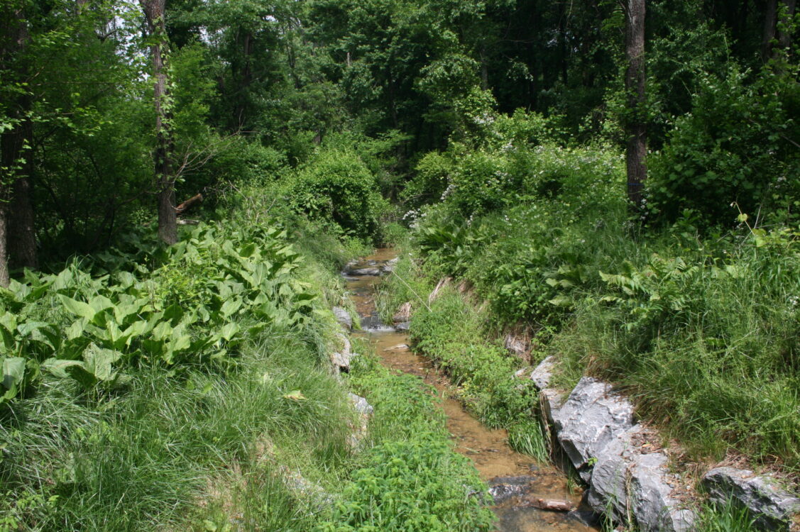 Wildcat Branch Stream Valley Park