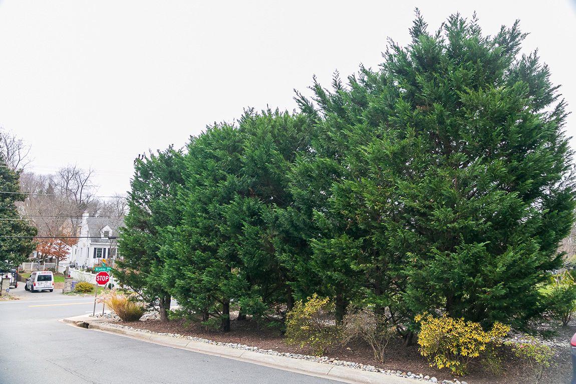 small forest of pine trees at the english court neighborhood conservation area