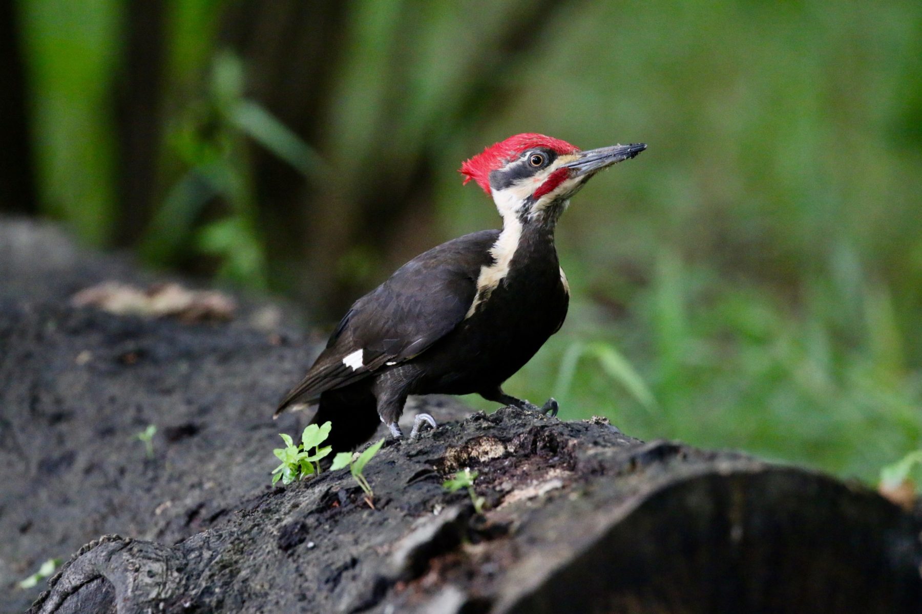 Piliated Woodpecker