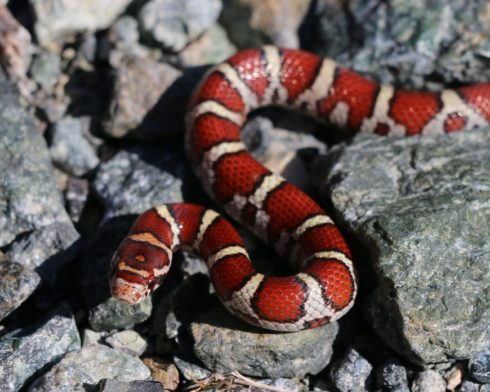 Eastern Milk Snake