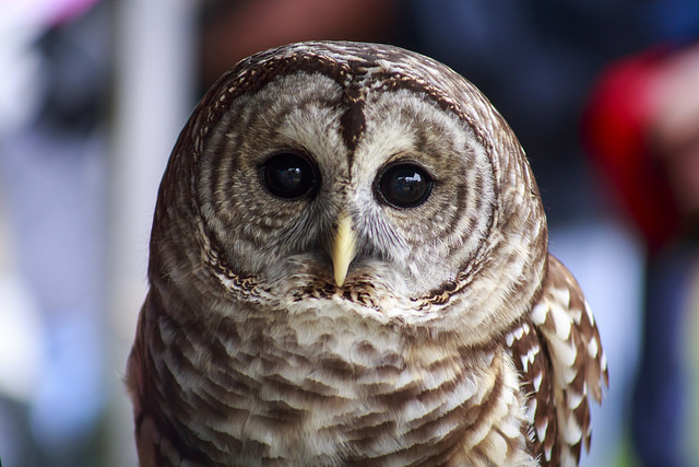 owl at meadowside nature center