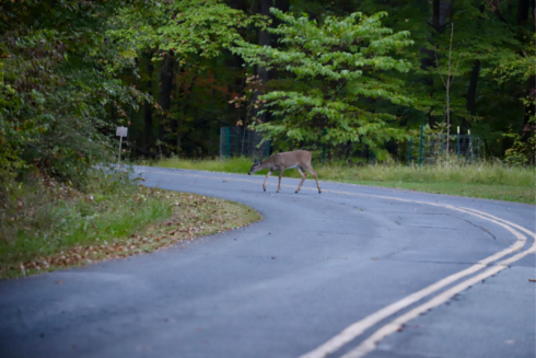 Deer crossing the road