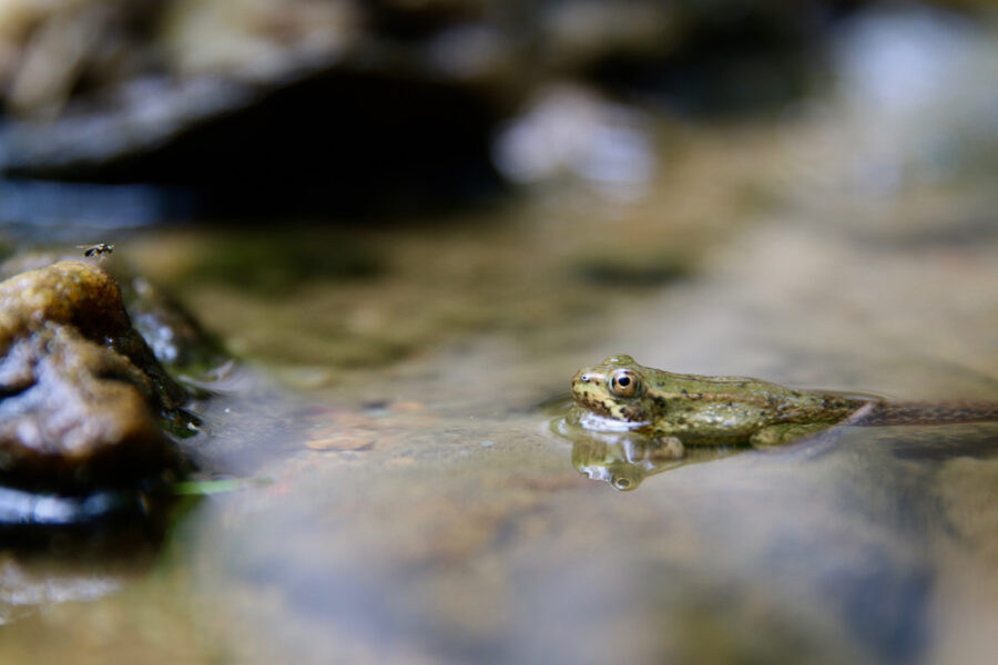 Frogs Natural Spaces