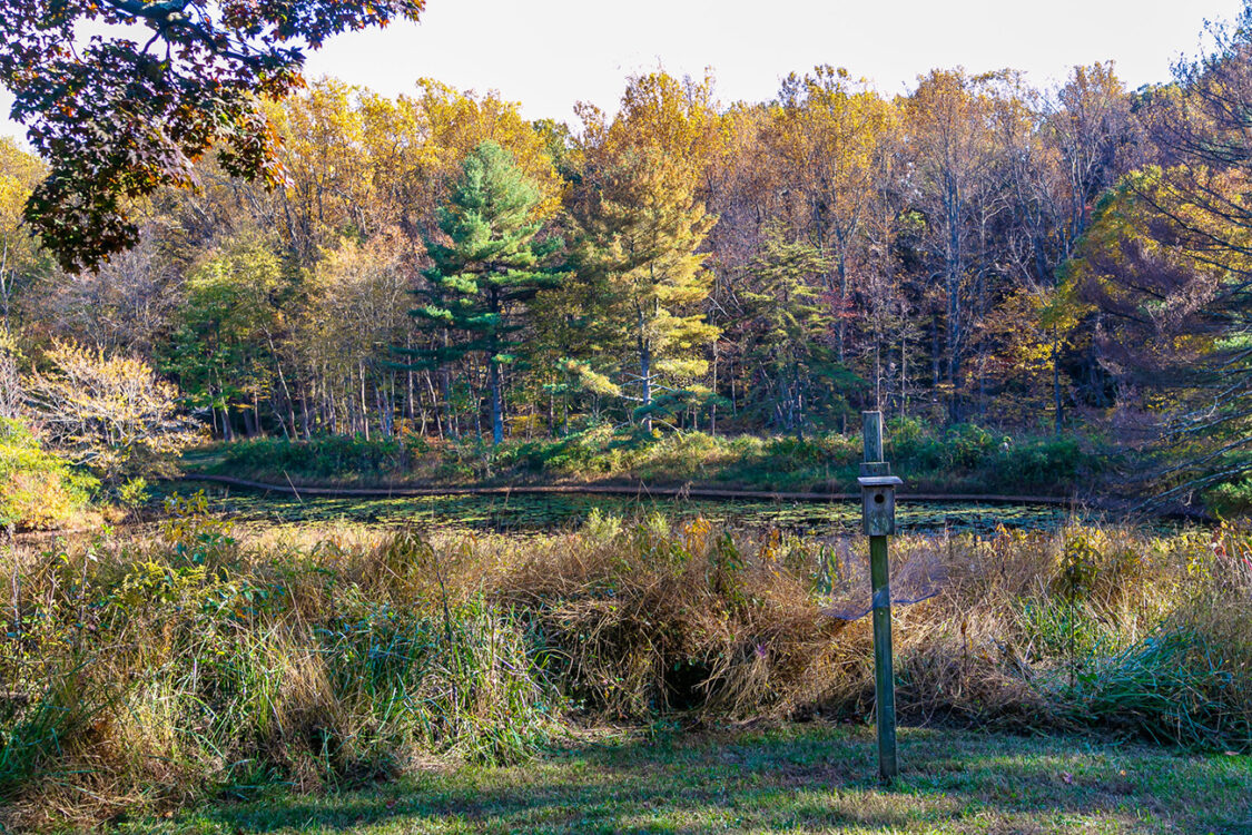 Meadowside Pond