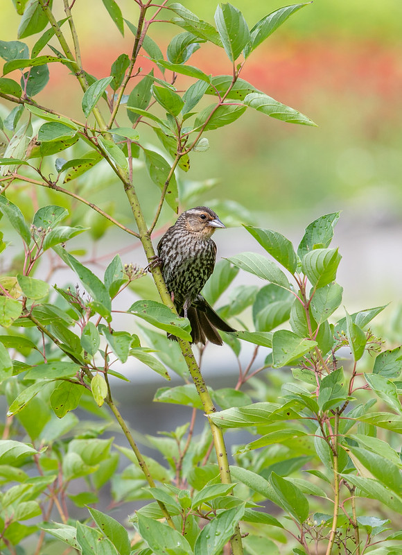 bird in a tree