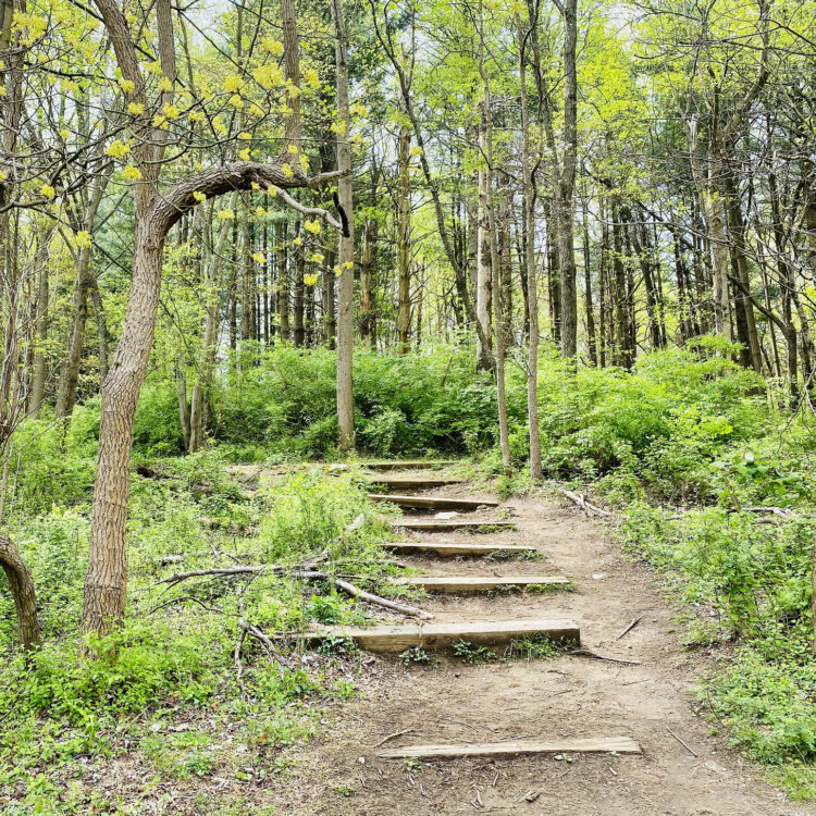 Needwood Westside Trail