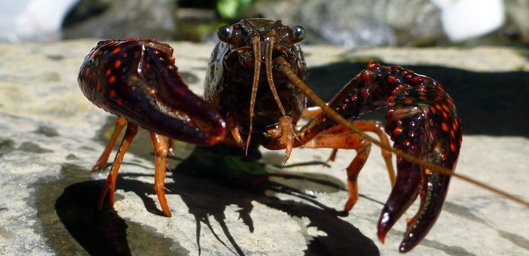 Red Swamp Crayfish