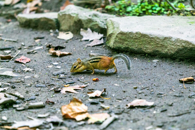 chipmunk at brookside nature center