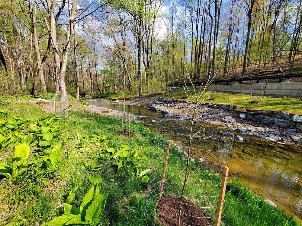 stream restoration