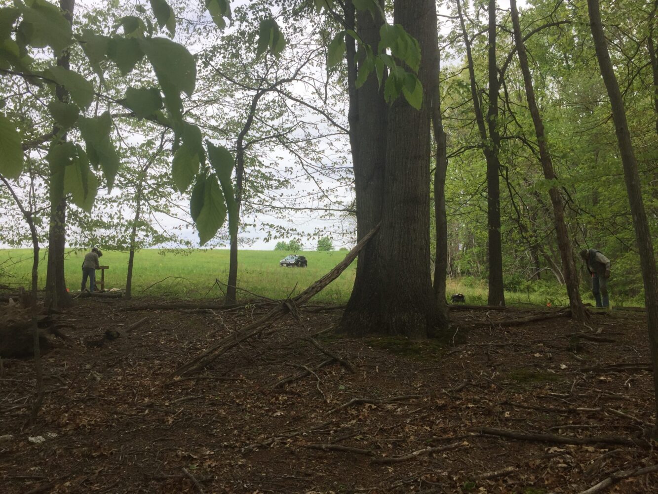 Archaeology staff and volunteers surveying in Little Bennett Park