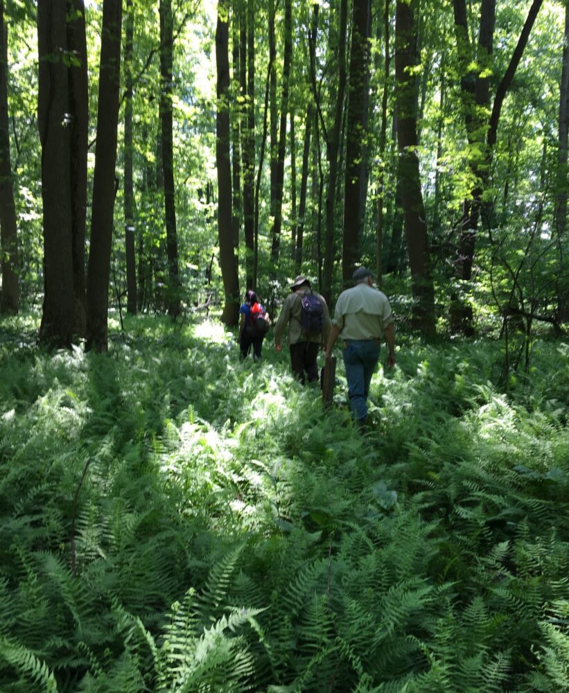 Archaeology staff and volunteers surveying Upper Paint Branch SVU.