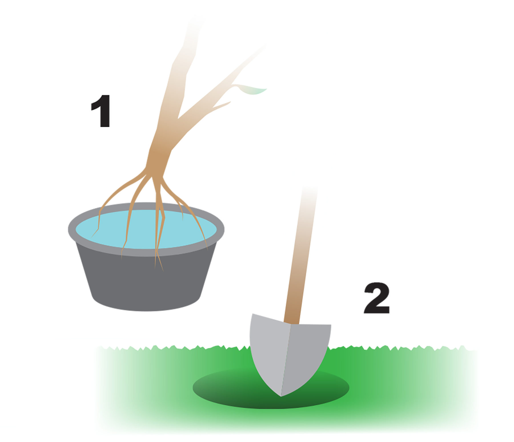 number 1 unpack the tree, remove the packing 
number 2 digging the hole to plant the tree 