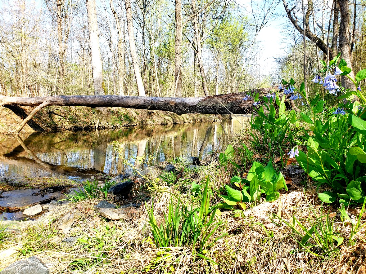 Northwest Branch Trail with stream and flowers