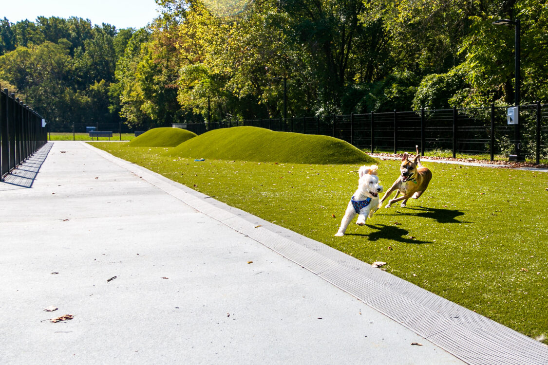 dogs playing dewey Local Park