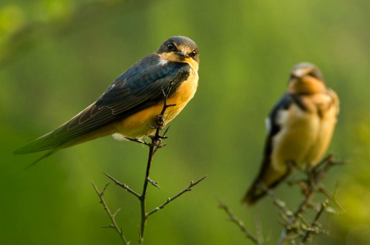 barn swallow