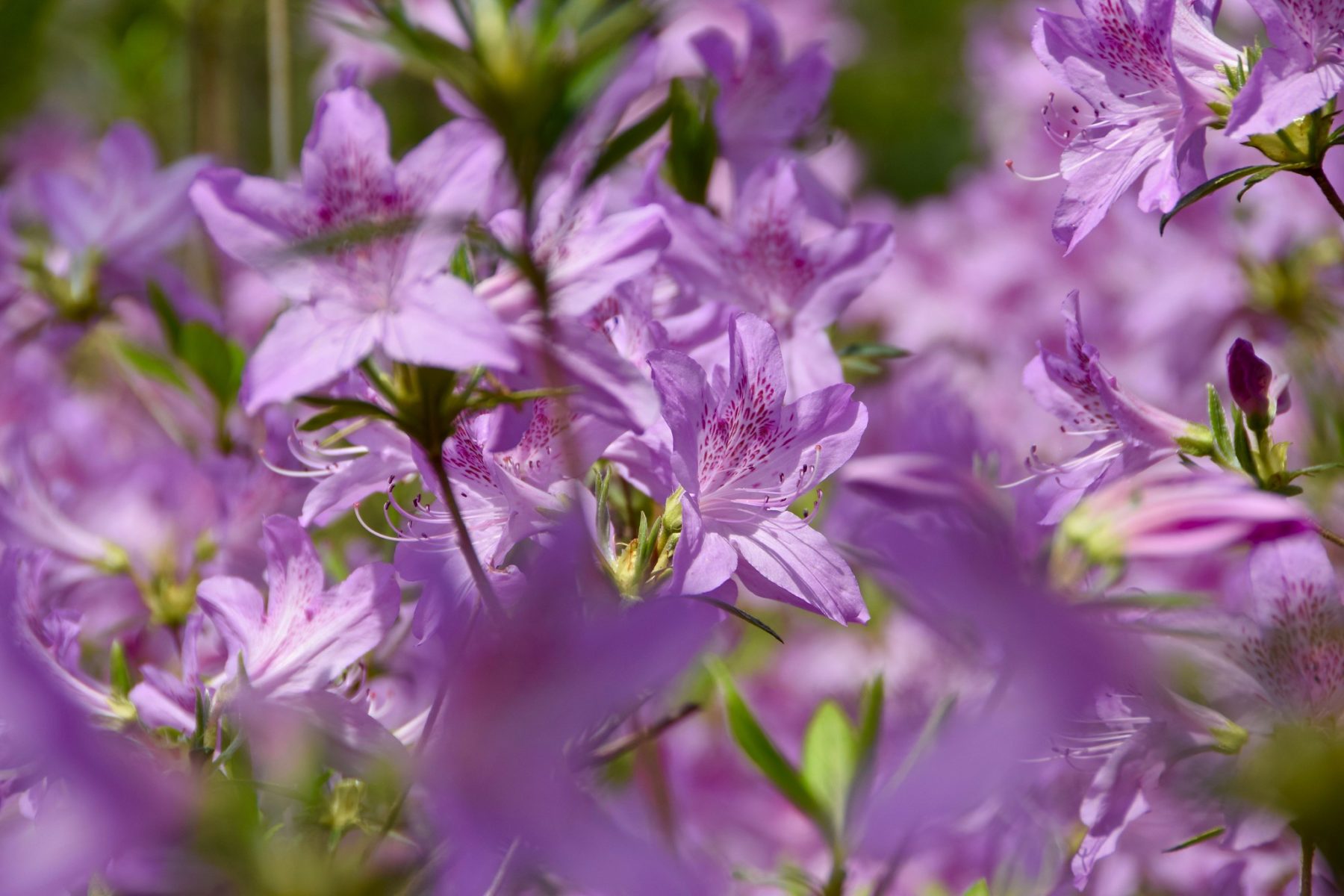 Azaleas - Brookside Gardens