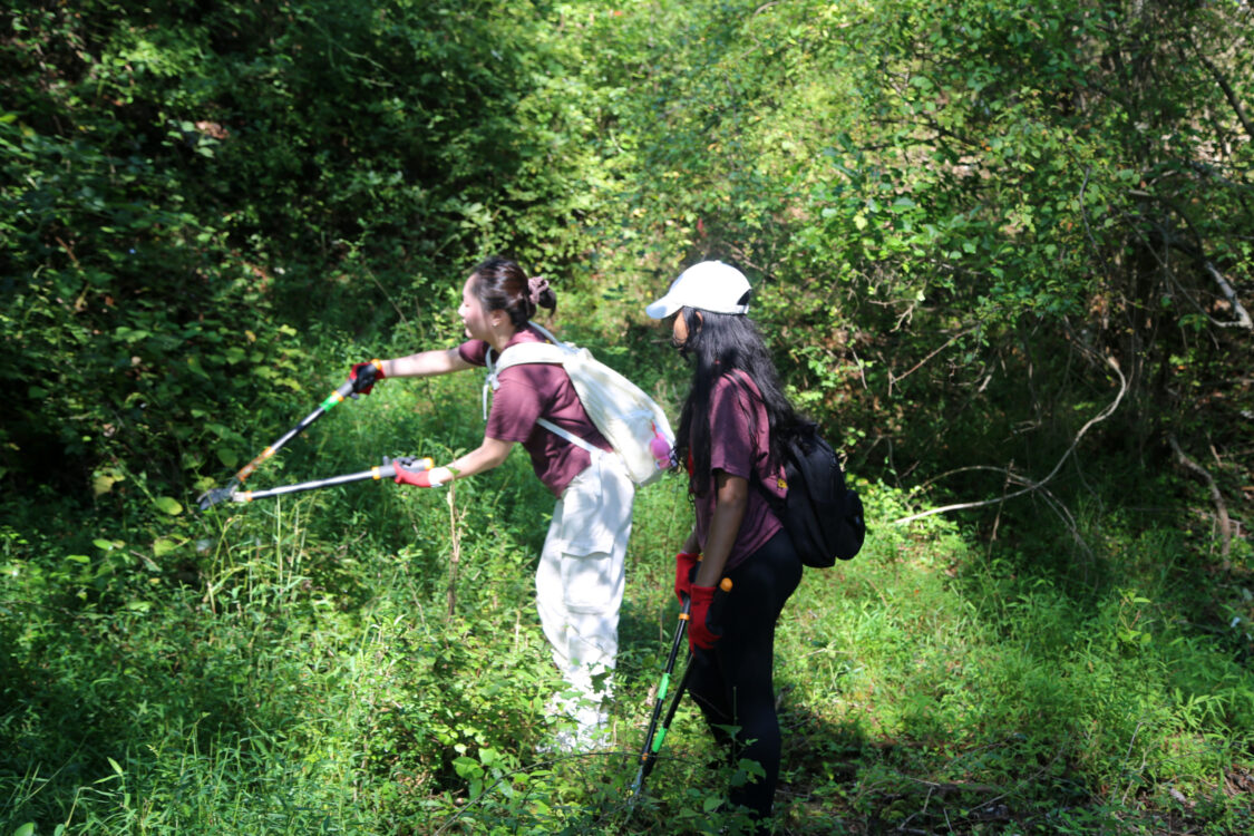 volunteers cut plants