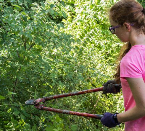 Volunteer Weed Warrior cuts a plant