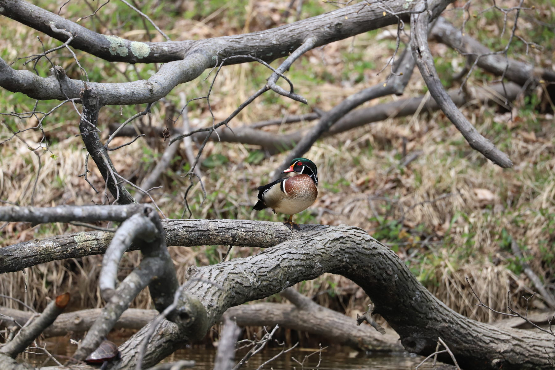 wood duck