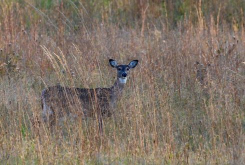 Female deer standing in field