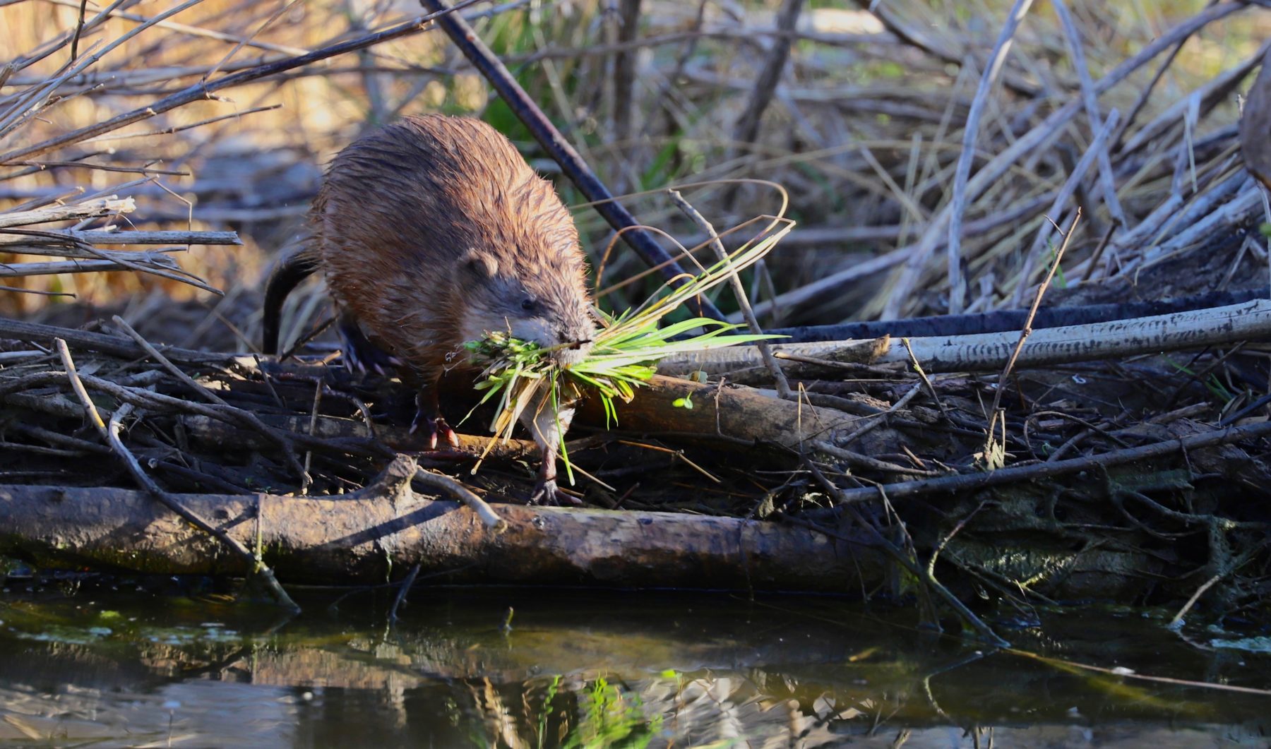 muskrat