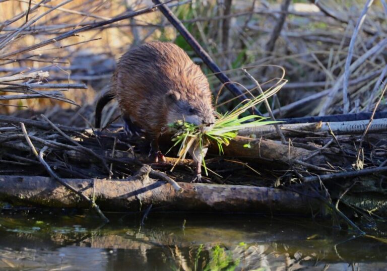 muskrat