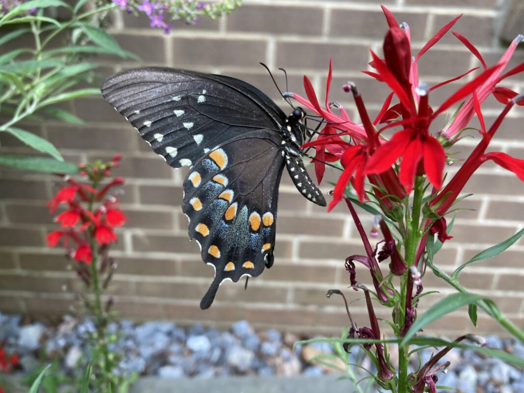 black swallowtail on Lobelia cardinalis