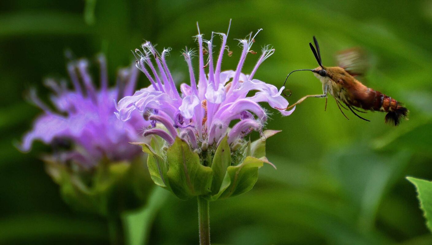 hummingbird on a Moth monard