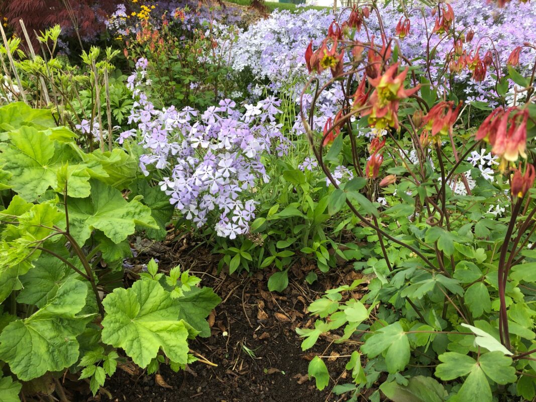 Spring flowers