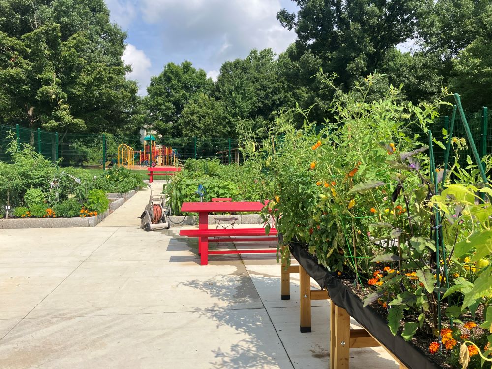 dgewood Community Garden with summer crops growing