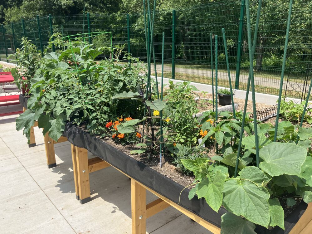 Summer crops growing in an accessible gardening table at Edgewood Community Garden