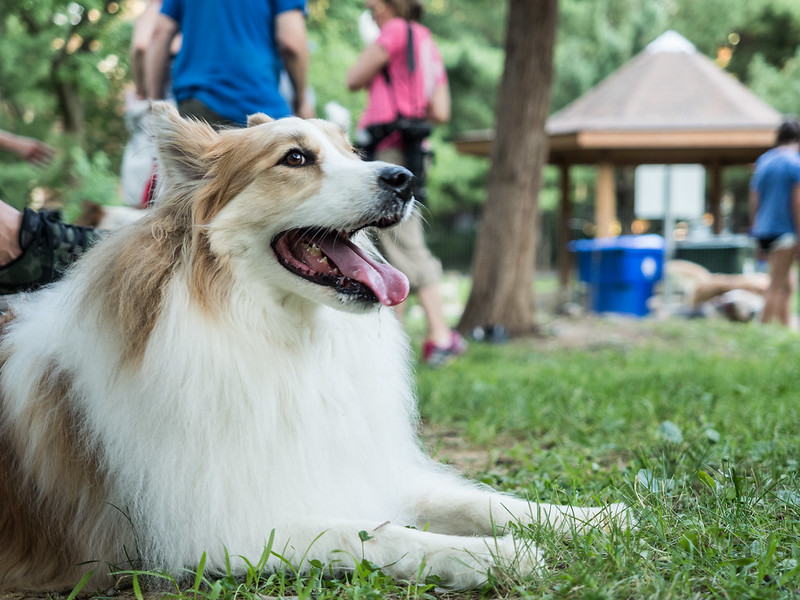 profile of fluffy dog smiling for camera