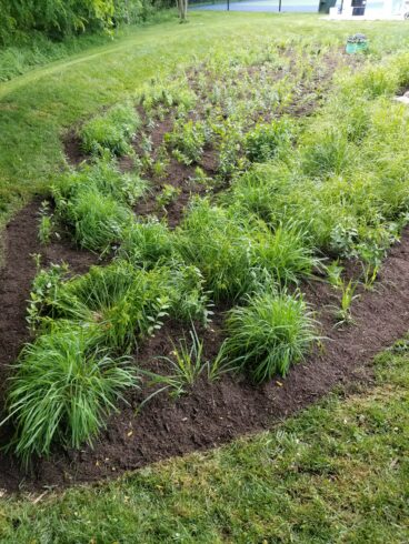 bioretention with plantings and newly laid mulch