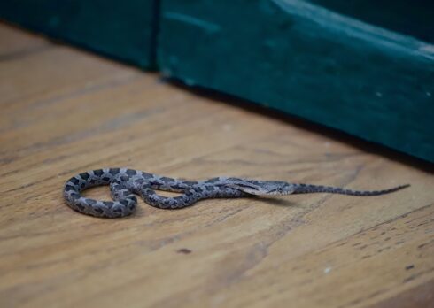 Eastern Rat Snake (Juvenile)