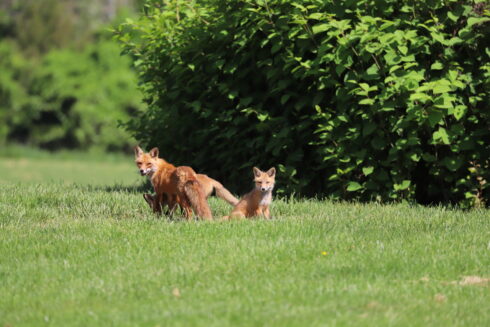 Red Foxes