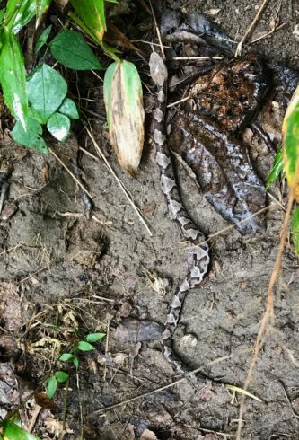 Eastern Copperhead (Juvenile)