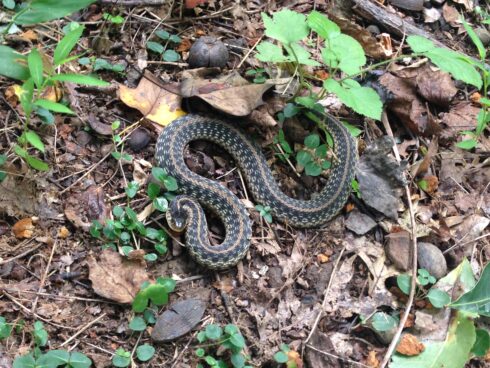 Eastern Garter Snake