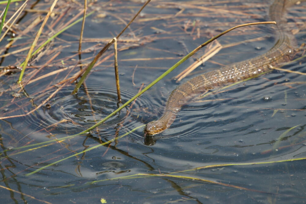 Northern Water Snake