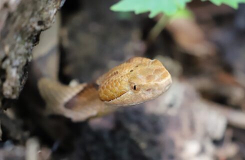  head of Eastern Copperhead