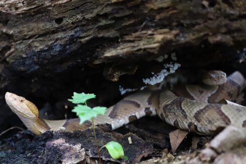 Eastern Copperhead