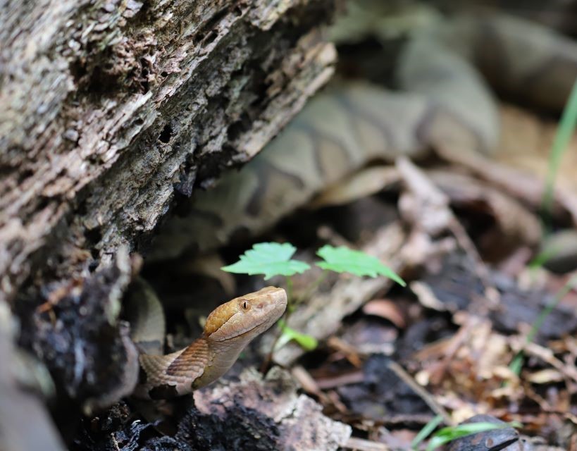 copperhead-snake