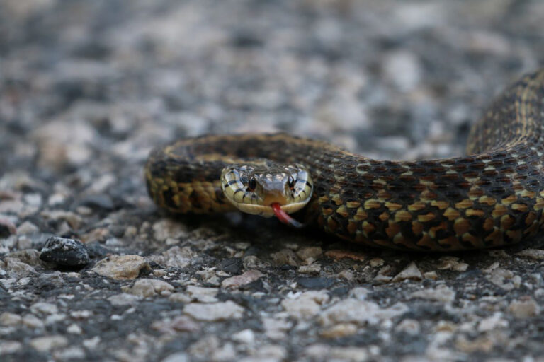 garter snake