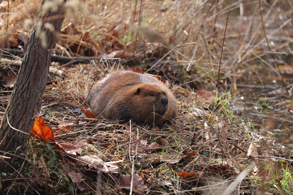 beaver