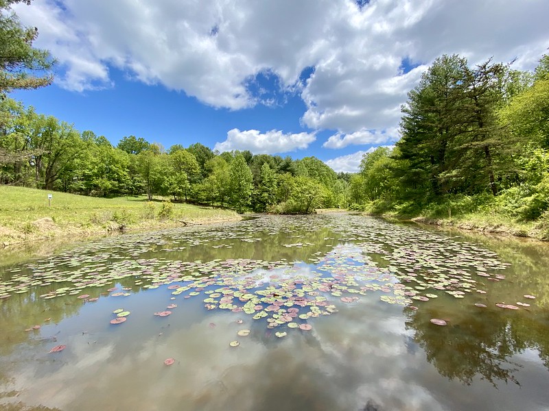 pond outside of Maydale Nature Classroom