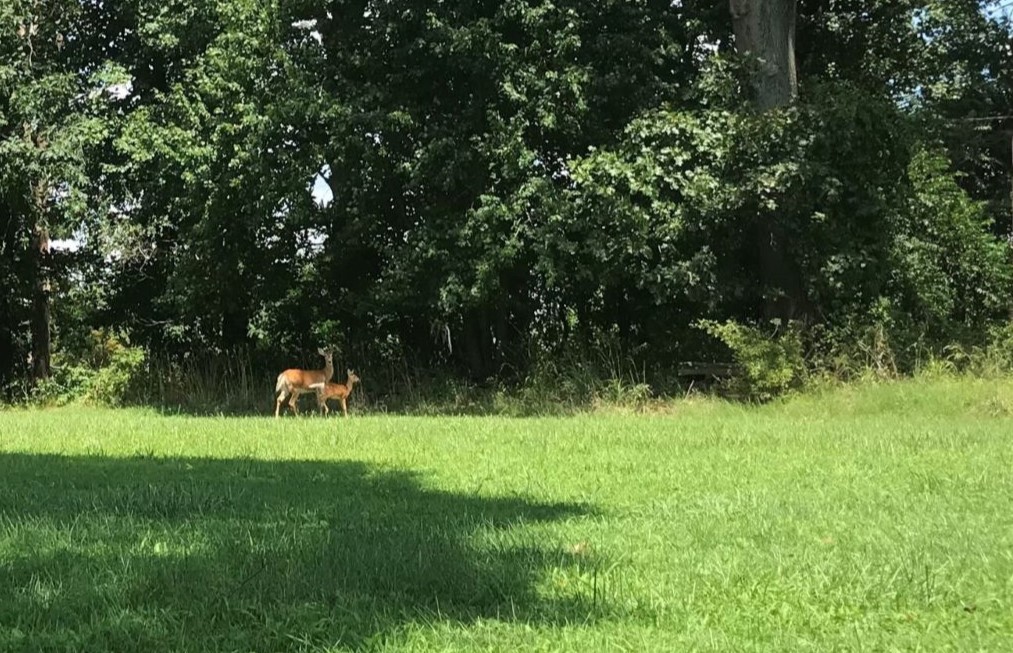 Photo showing deer grazing at the edge between grass and a stand of trees